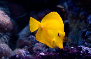 A_yellow_Fish____by_dejz0r